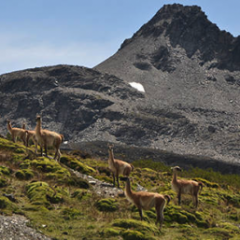 animals on mountainside